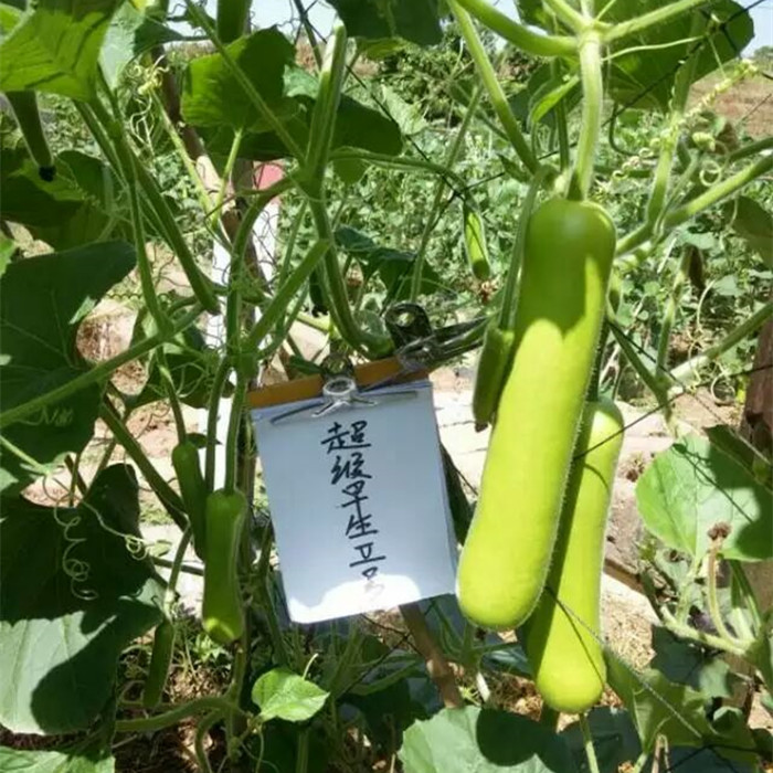 早生2號(hào)瓠瓜（宜賓）