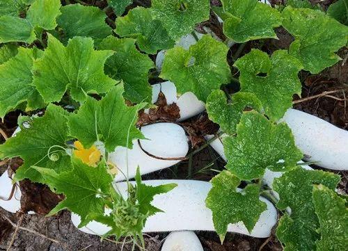 您種植過(guò)“堆堆瓜”嗎？看一看，地上全是瓜！一睹芳容