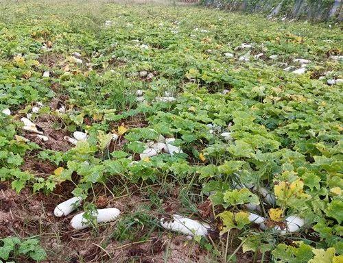 您種植過(guò)“堆堆瓜”嗎？看一看，地上全是瓜！一睹芳容