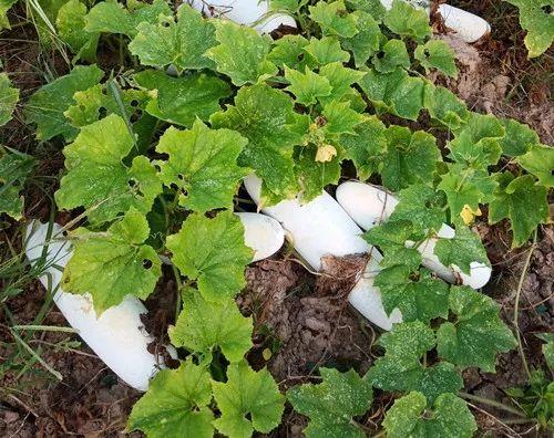 您種植過(guò)“堆堆瓜”嗎？看一看，地上全是瓜！一睹芳容
