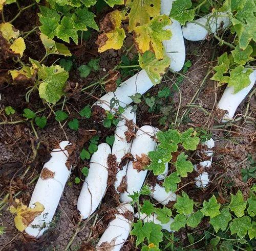 您種植過(guò)“堆堆瓜”嗎？看一看，地上全是瓜！一睹芳容