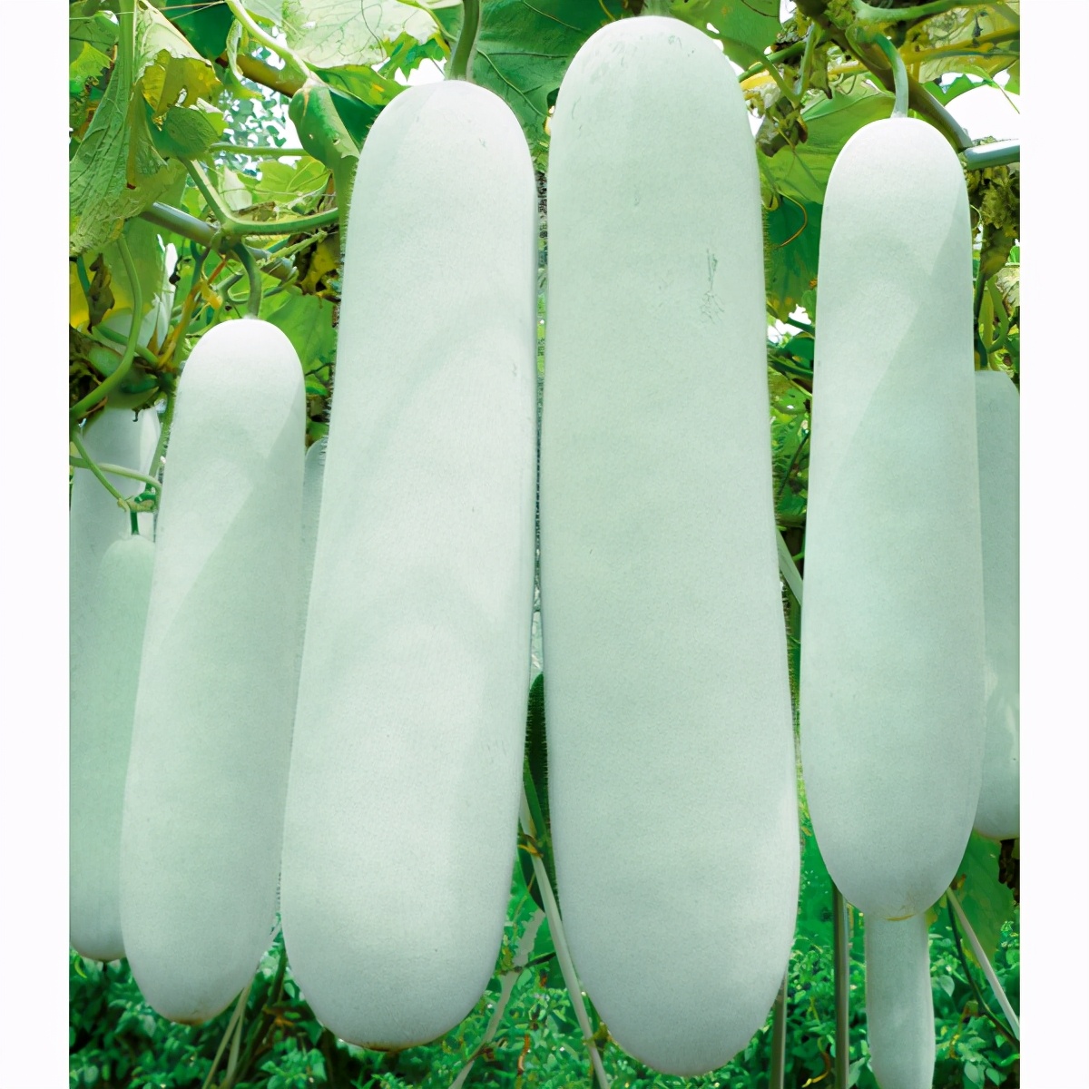 這個(gè)冬瓜品種放1年不壞，口感脆甜，多年科研就為打造這1個(gè)爆品