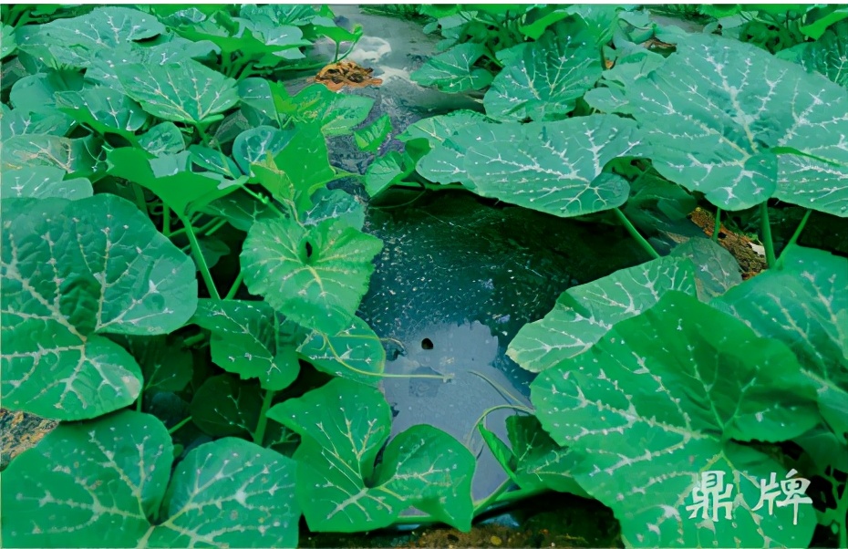 種這種綠葉菜，栽培輕松，畝產(chǎn)值過萬元，菜農(nóng)表示很劃算