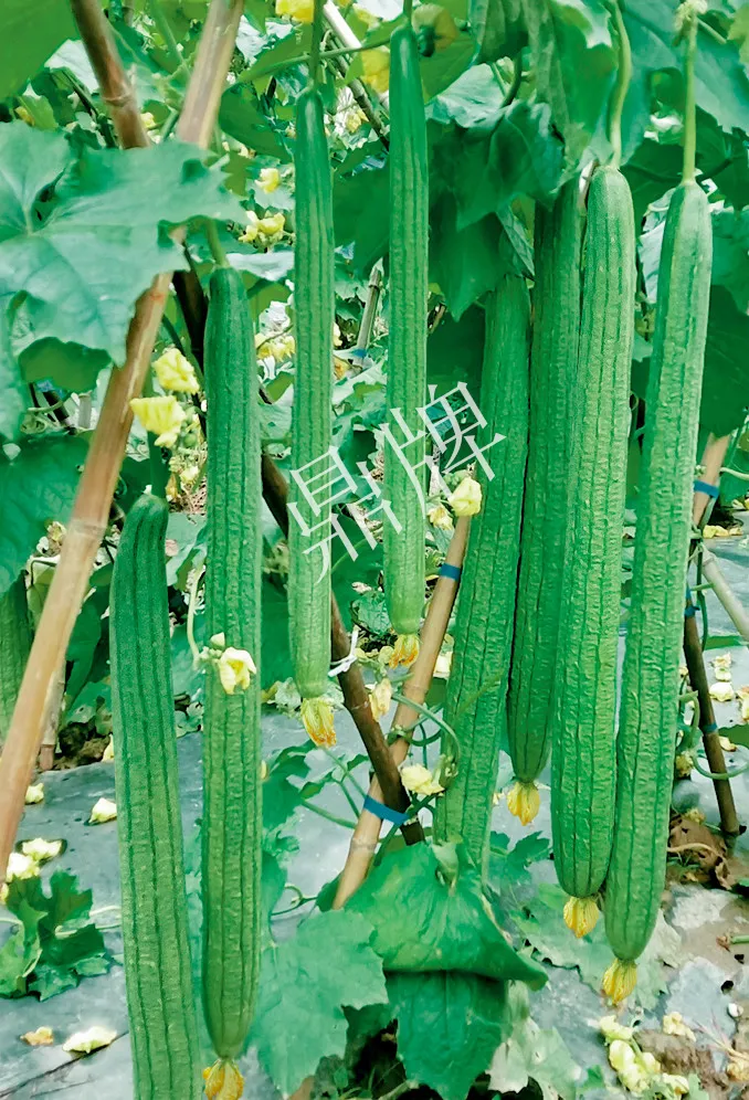 它是絲瓜種植戶的新選擇，節(jié)節(jié)有瓜，瓜長而不彎曲