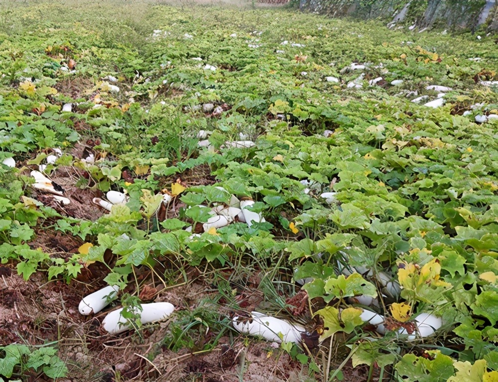 這個品種太優(yōu)秀了！耐儲耐運，適合大面積種植，菜農(nóng)瓜販都喜歡