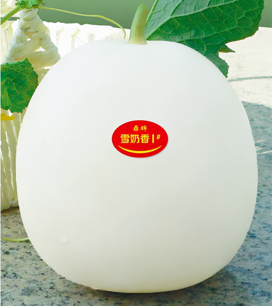 河南焦作的李向林今年種植甜瓜新品種，客戶直接拉貨走人