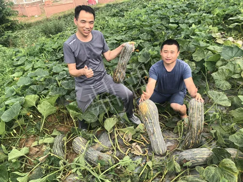 四川農(nóng)戶今年種“健美蜜本”南瓜產(chǎn)量高，品質(zhì)好，感覺巴適得很