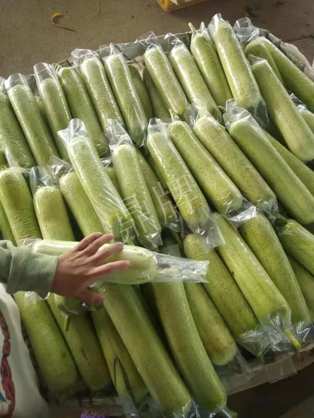 這個(gè)絲瓜每畝能掙3萬，沒種植的農(nóng)戶后悔得拍大腿