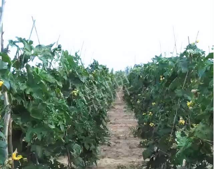 蔬菜種子種植戶客戶點評-種植這個品種，獲得高收入，老婆的功勞最大