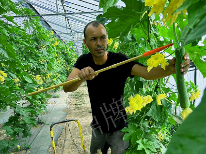 蔬菜種子種植戶客戶點評-這種絲瓜在法國，批發(fā)都是30元/kg