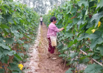 蔬菜種子種植戶客戶點(diǎn)評(píng)-85歲老奶奶，還是種植基地的領(lǐng)頭人，做的怎么樣？一起去看看…